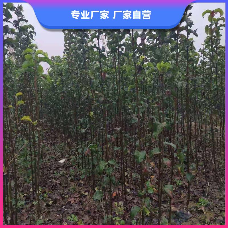 梨_新梨7號梨樹苗本地廠家值得信賴本地貨源