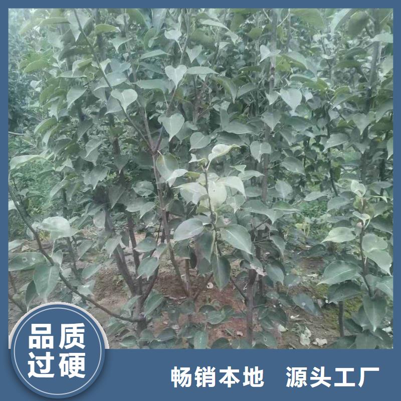 秋月梨苗多少钱一棵真正让利给买家