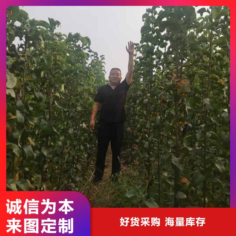 秋月梨苗種植方法量大更優(yōu)惠