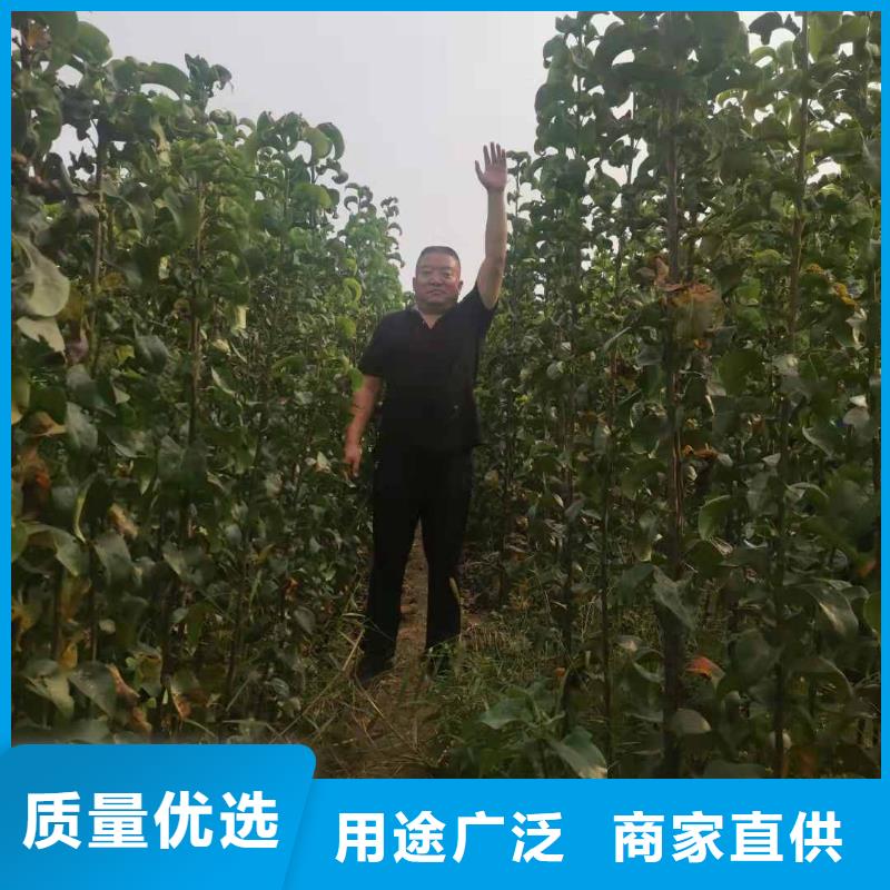 秋月梨苗批發(fā)低價(jià)老品牌廠家
