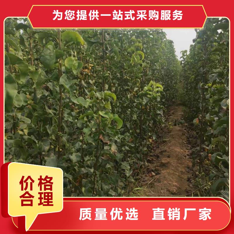 秋月梨树苗合作社本地公司