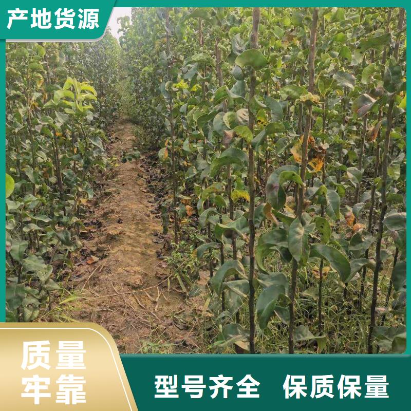 秋月梨苗批发现货快速采购