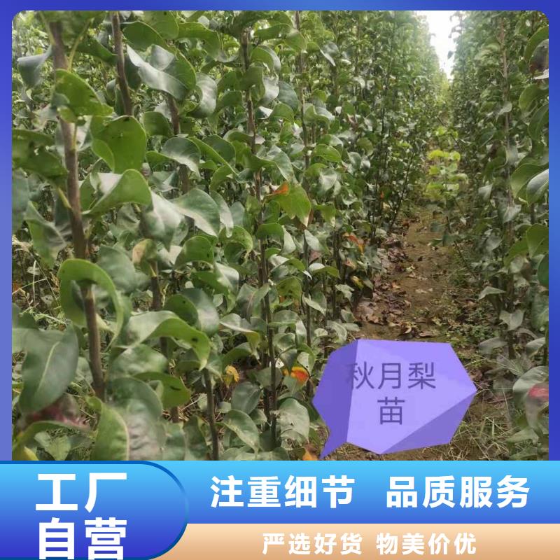 秋月梨苗一亩地种植利润实力才是硬道理