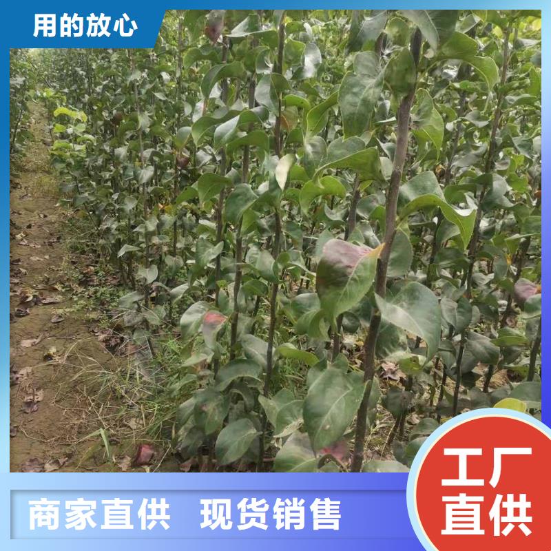 秋月梨苗哪里有卖的当地制造商