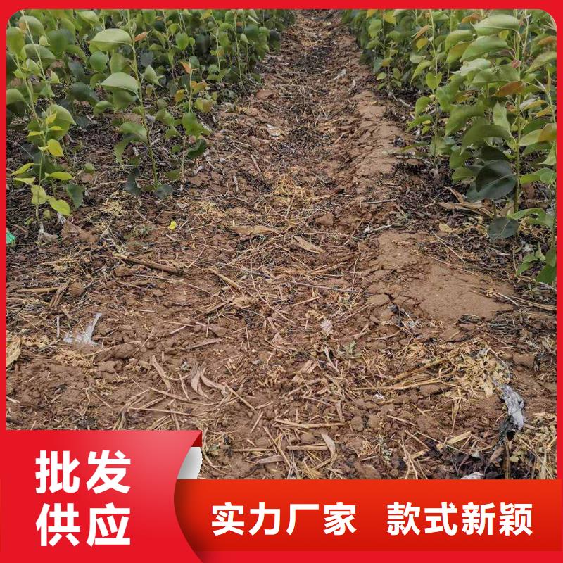 梨_杜梨苗可定制快速生产