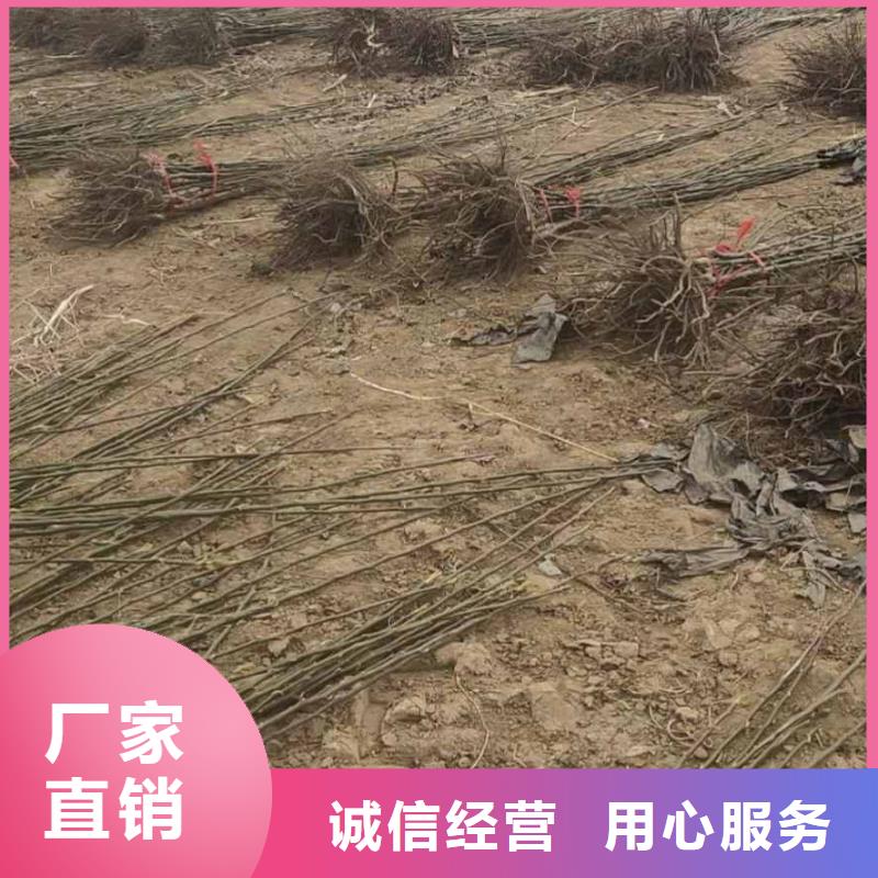 ​梨海棠苗货源足质量好优选厂家