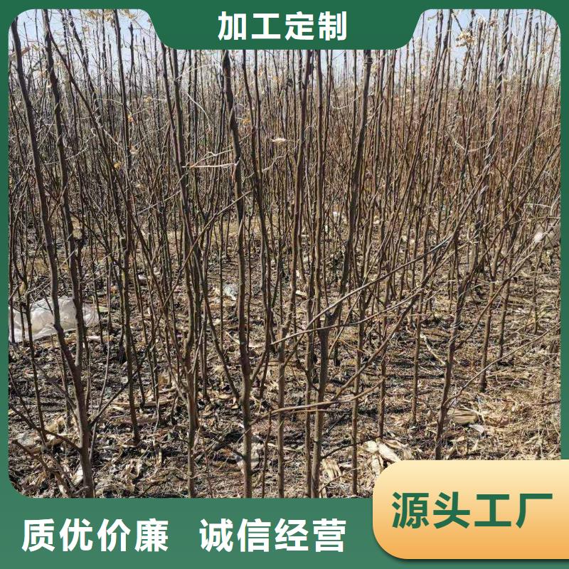 秋月梨种植苗批发多少钱现货销售