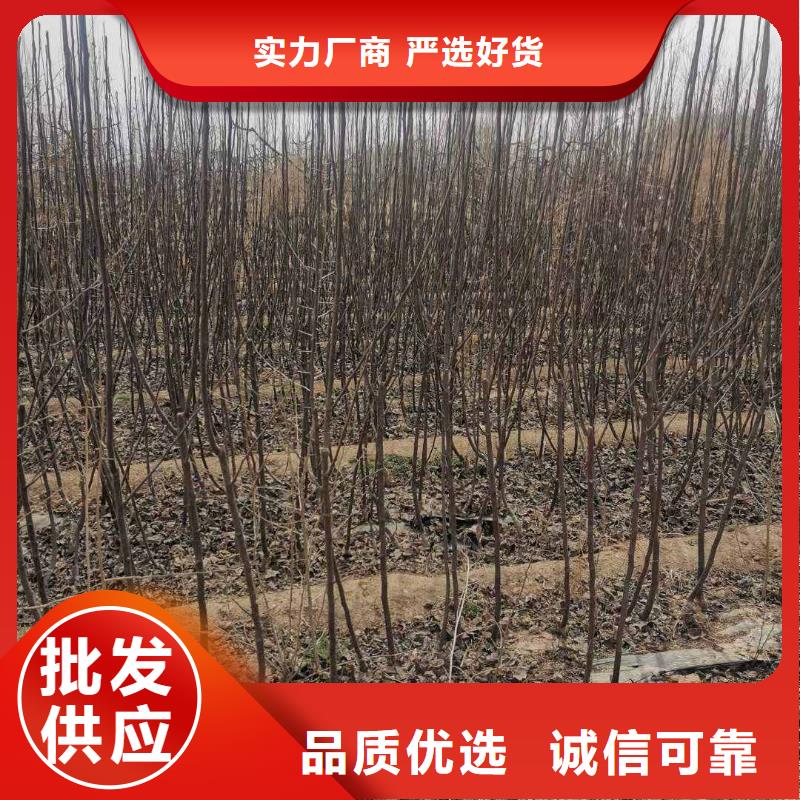 梨,北京十四号桃树苗厂家工艺先进0中间商差价
