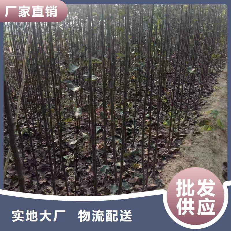 秋月梨种植苗苗木基地低价货源