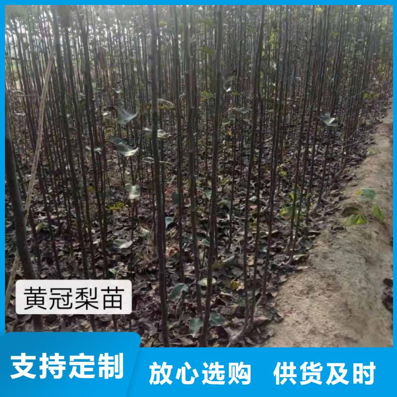 秋月梨种植苗什么价格来图加工定制