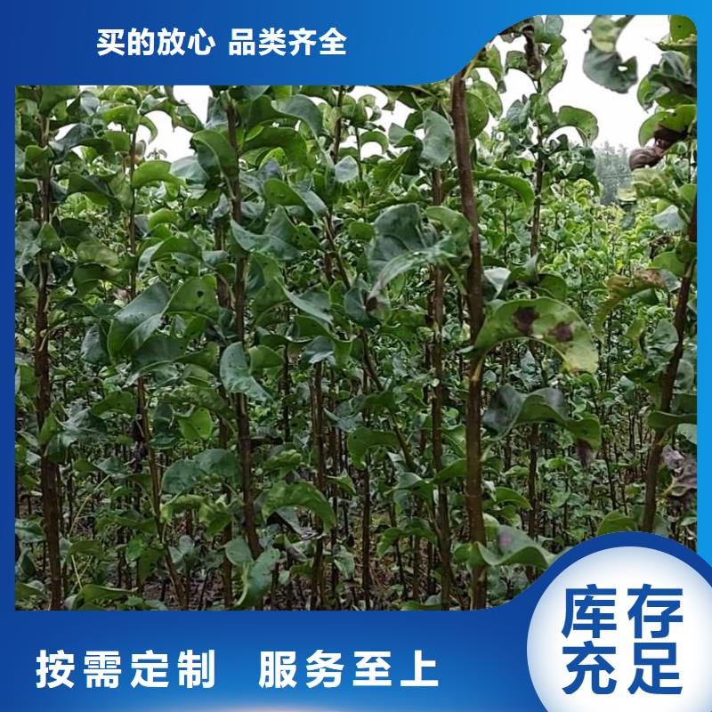 梨北京十四号桃树苗定金锁价现货实拍