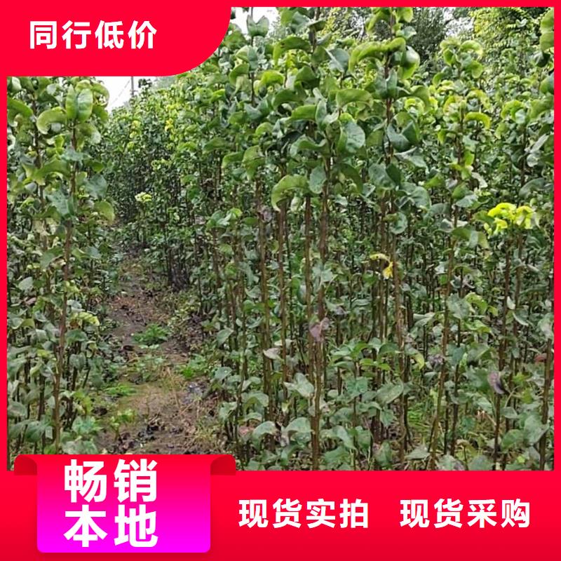 秋月梨種植苗哪里的價(jià)格低免費(fèi)回電