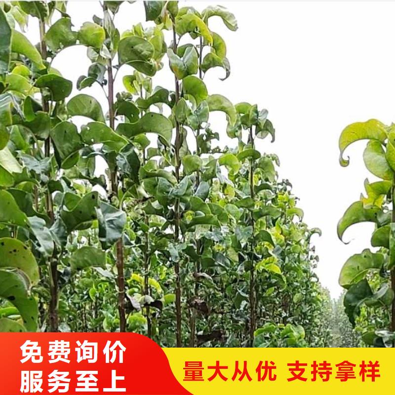 【梨杜梨苗厂家货源】本地品牌
