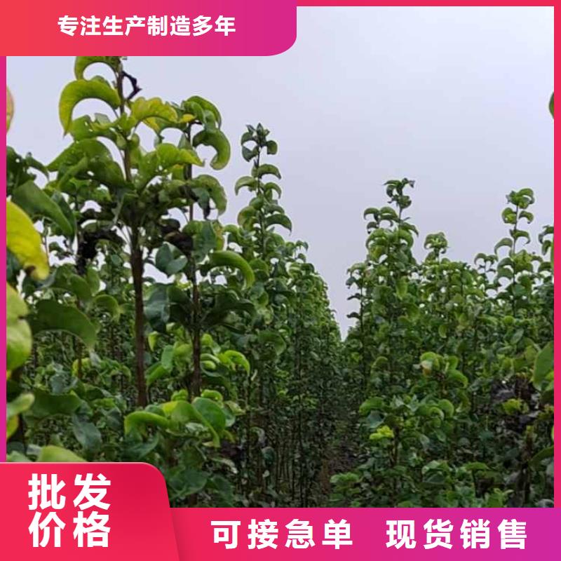 襄樊秋月梨树苗哪里有卖的同城服务商