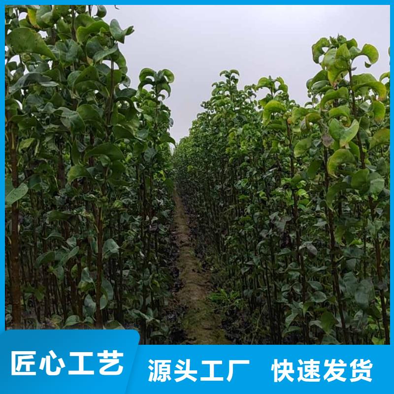 秋月梨树苗栽培时间当地品牌