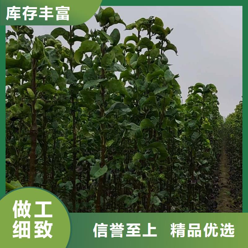 秋月梨种植苗哪里有卖的当地经销商
