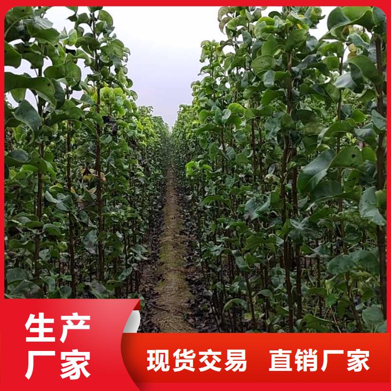 秋月梨种植苗种植方法当地生产商