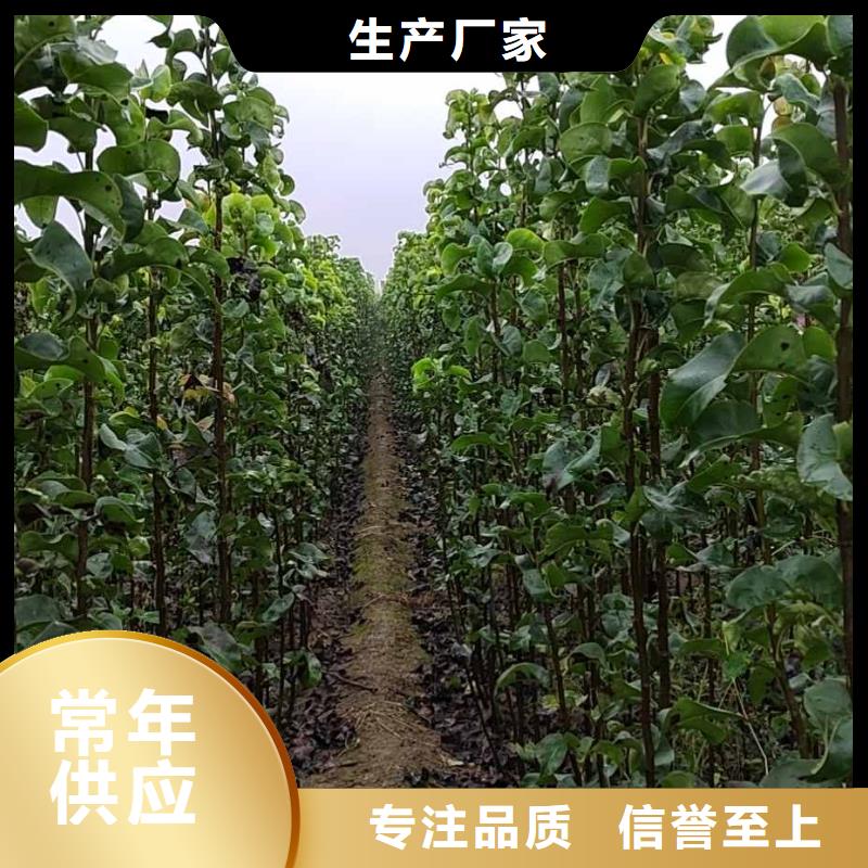 秋月梨树苗种植方法有实力有经验