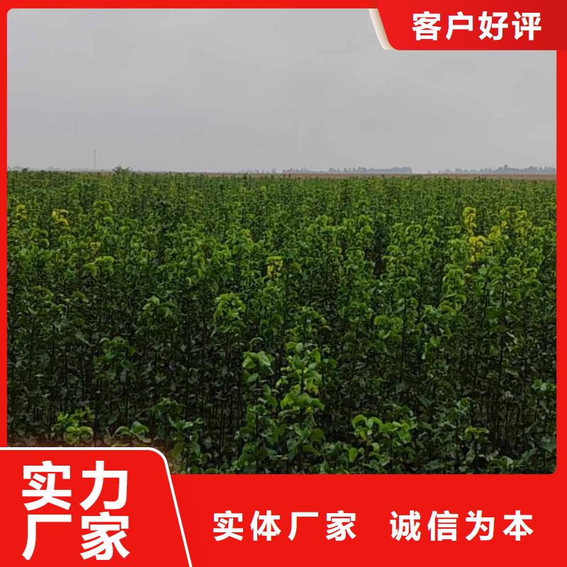 秋月梨种植苗质优价廉供货及时