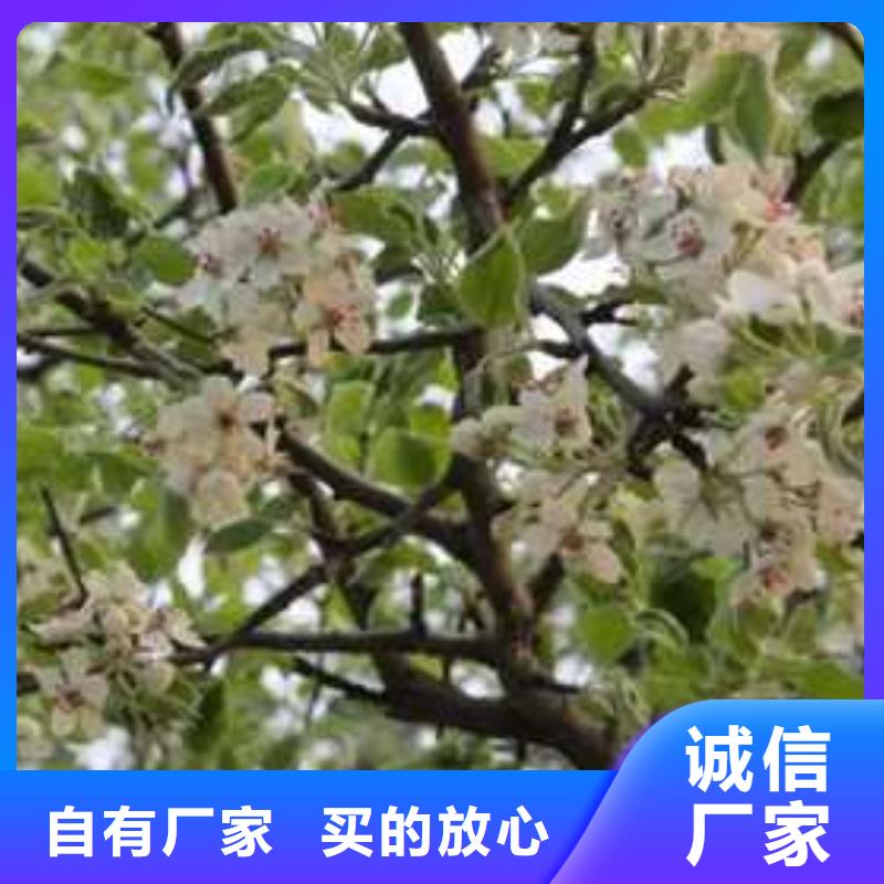 杜梨苗产地快速生产