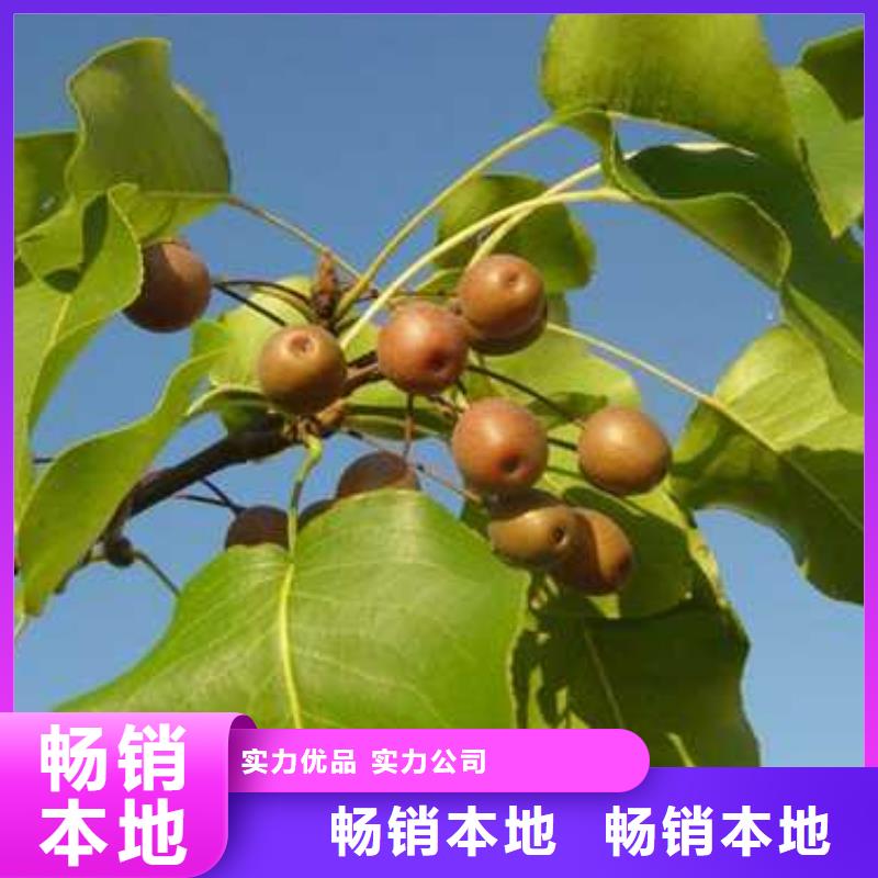 杜梨黃冠梨樹(shù)苗廠家品控嚴(yán)格服務(wù)始終如一