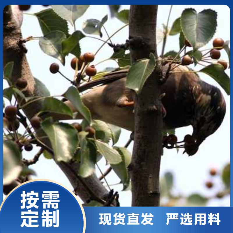 杜梨樹(shù)苗供應(yīng)本地生產(chǎn)廠家