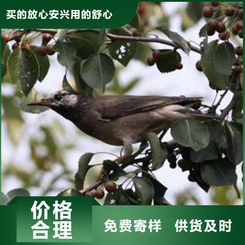 杜梨苗图片多年经验值得信赖