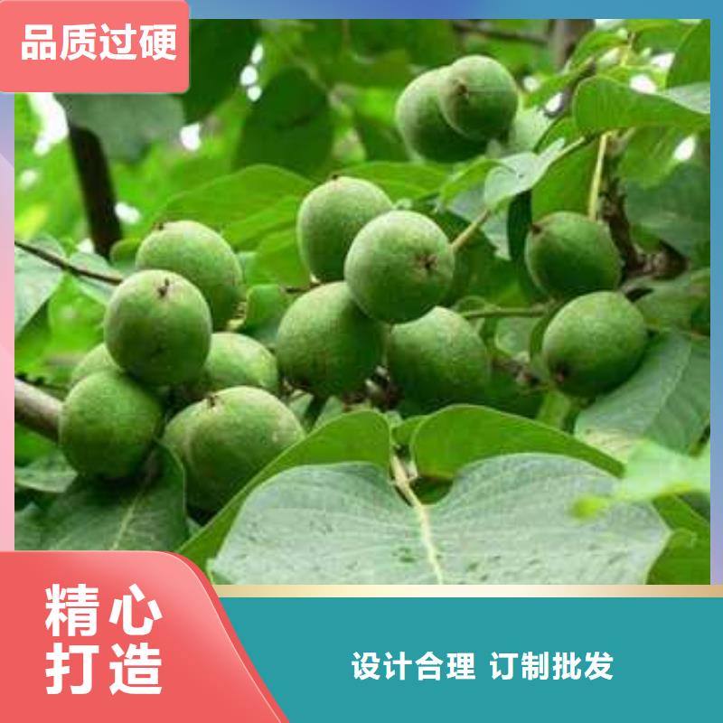 杜梨苗畝產(chǎn)多少產(chǎn)地工廠