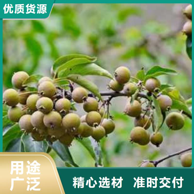 【杜梨黄冠梨树苗原厂制造】种类齐全
