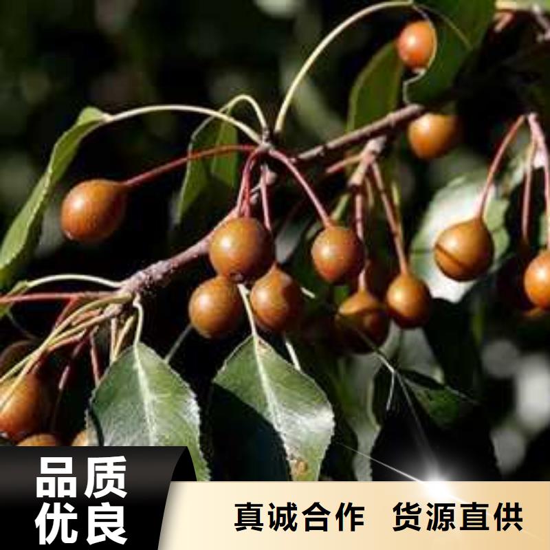 杜梨-【香酥梨樹(shù)苗】質(zhì)量安心售后服務(wù)完善