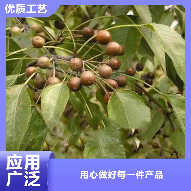 杜梨山桃苗好品质用的放心本地厂家