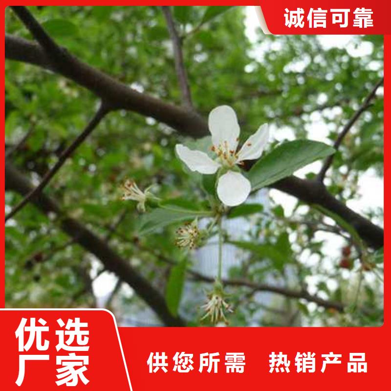 杜梨苗一顆多少錢(qián)本地貨源