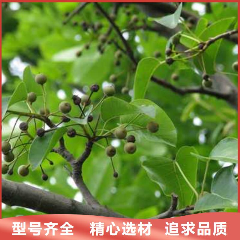 杜梨苗求购保质保量