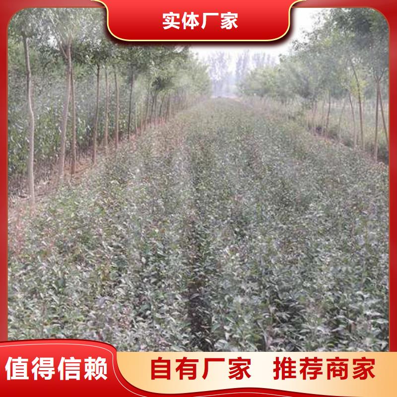 杜梨小苗高产品种本地供应商