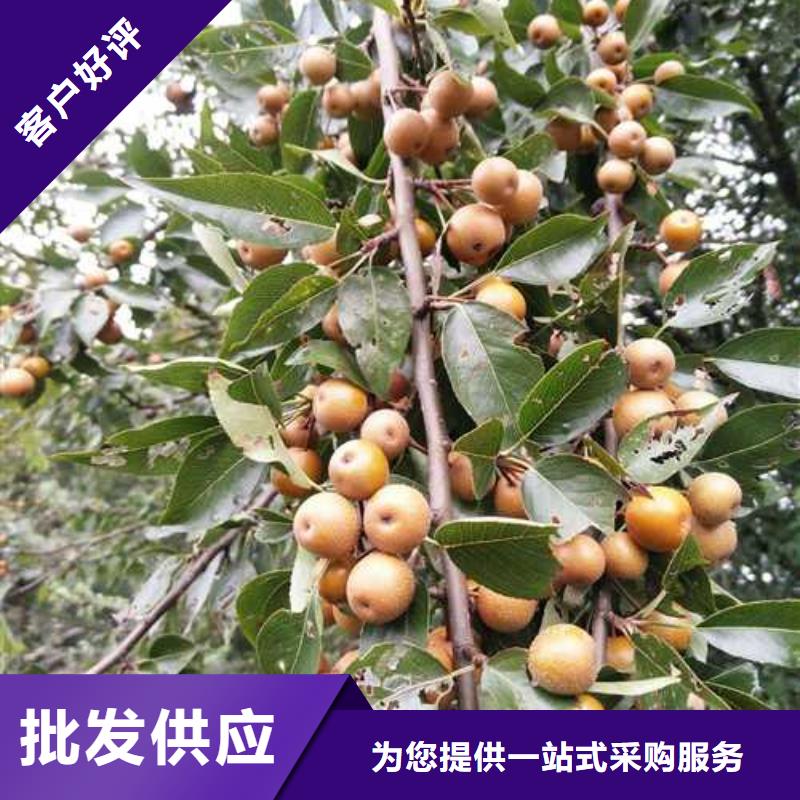 杜梨梨樹苗基地高品質(zhì)誠信廠家品質(zhì)無所畏懼
