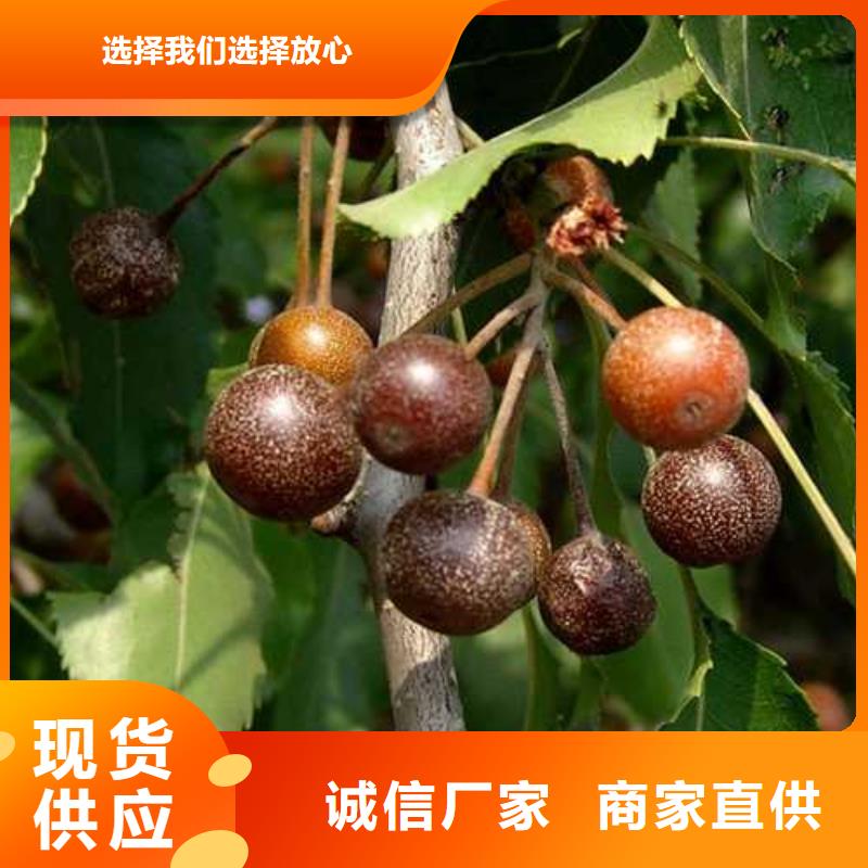 杜梨树苗多少钱一棵同城区域供应商