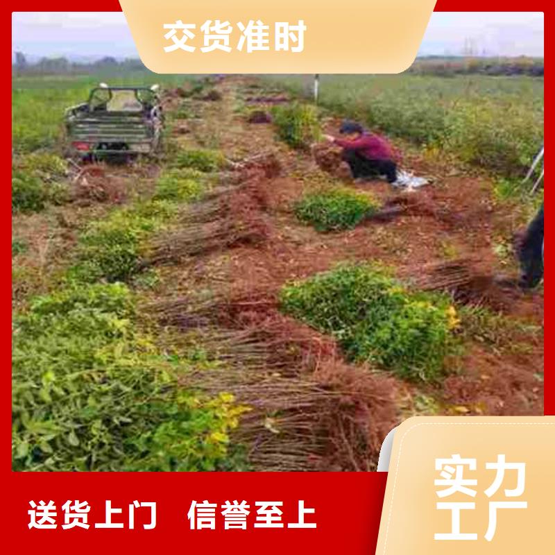 杜梨梨树苗基地品质优选本地服务商