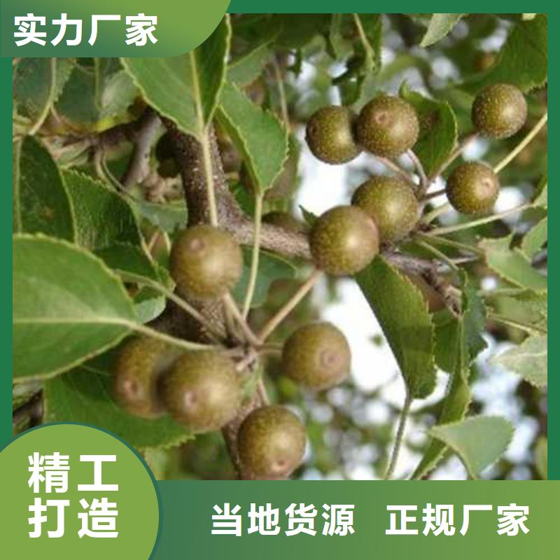 杜梨树苗求购用品质赢得客户信赖
