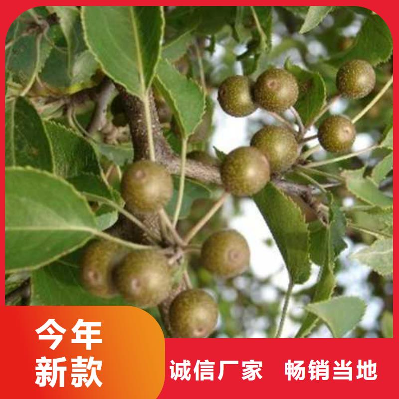 杜梨黄冠梨树苗批发价格品质做服务