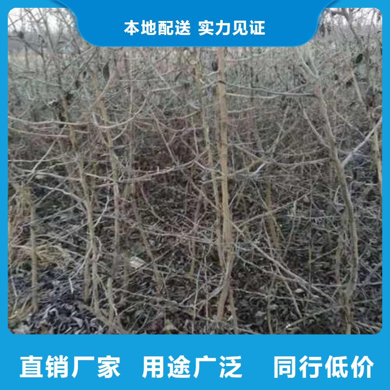 杜梨苗新品种品牌企业