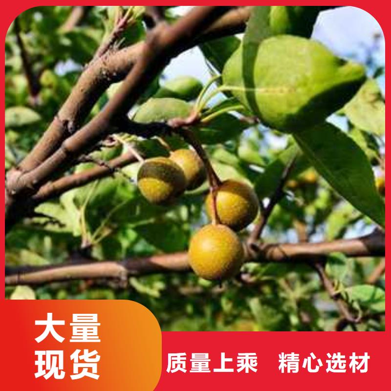 杜梨杜梨苗出貨及時同城貨源