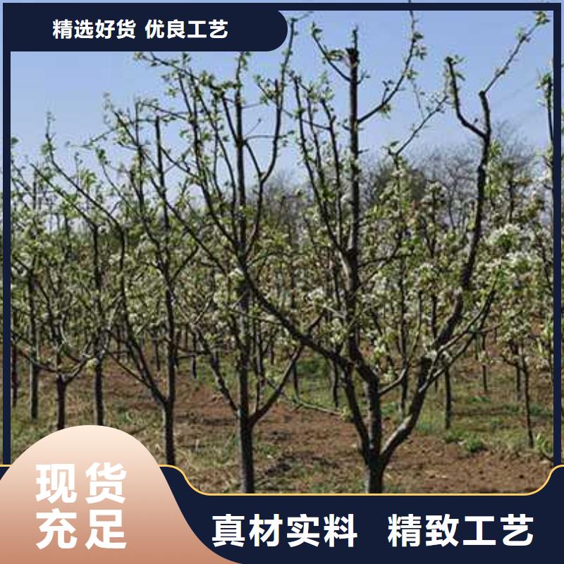 【杜梨】梨树苗基地工艺精细质保长久多种场景适用