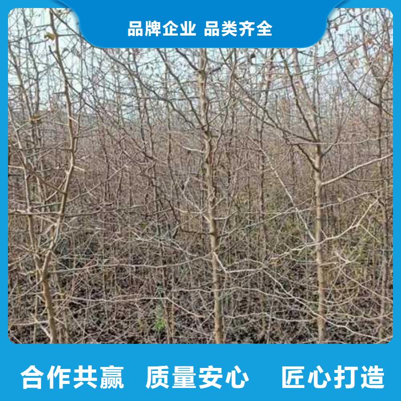 杜梨苗怎样购买厂家直销省心省钱