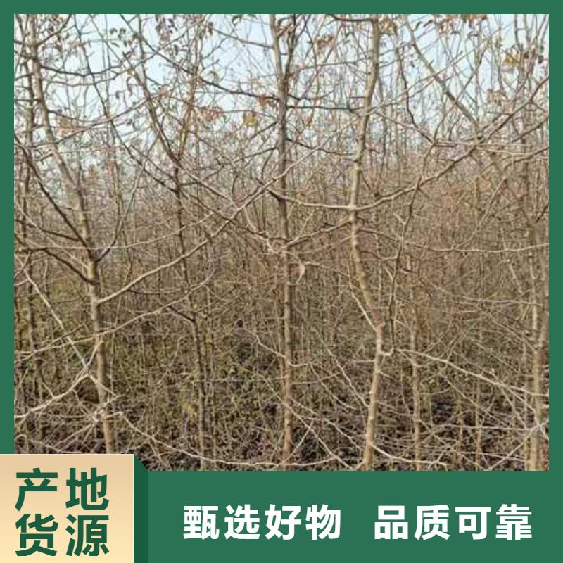 杜梨树苗亩产多少敢与同行比服务