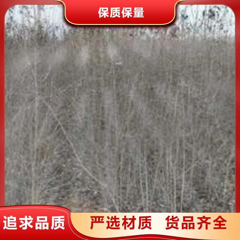 杜梨樹(shù)苗怎么買(mǎi)廠家質(zhì)量過(guò)硬