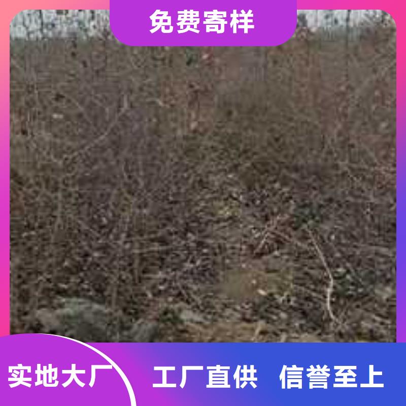 杜梨皇冠梨树苗好品质经得住考验打造好品质