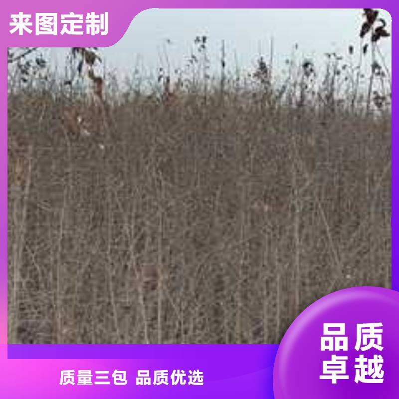 杜梨梨树苗基地随心所欲定制当地经销商