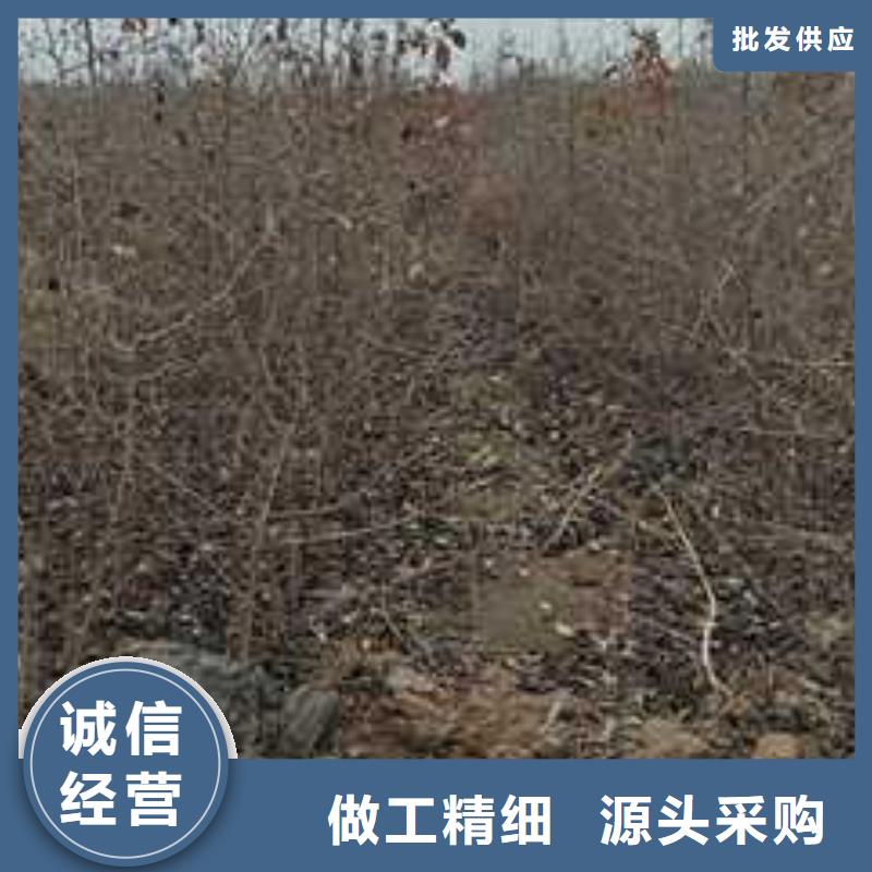杜梨小苗產(chǎn)地價(jià)格大量現(xiàn)貨供應(yīng)