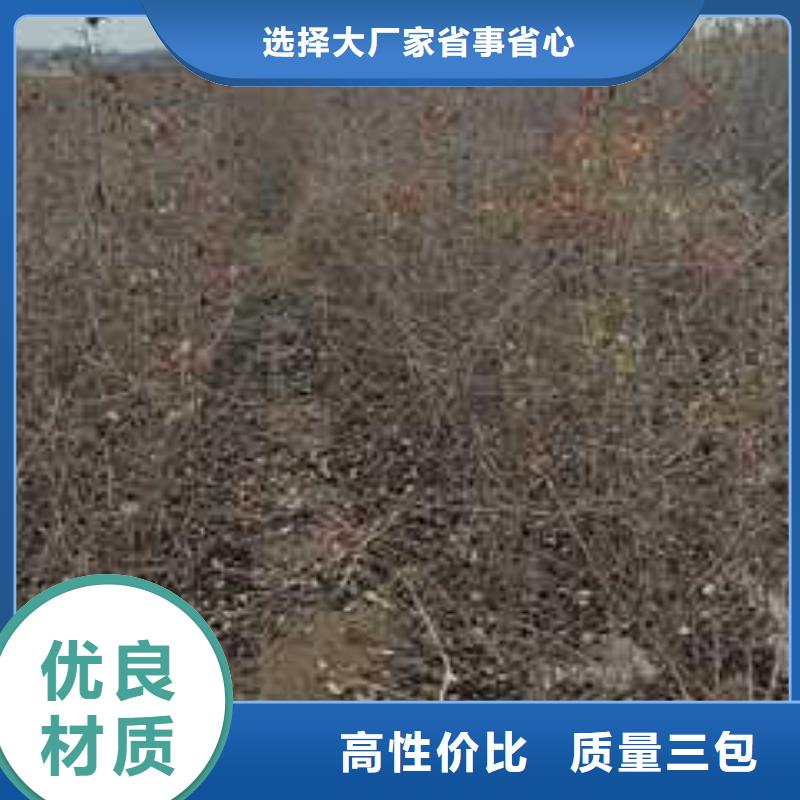 杜梨小苗种植时间当地生产商