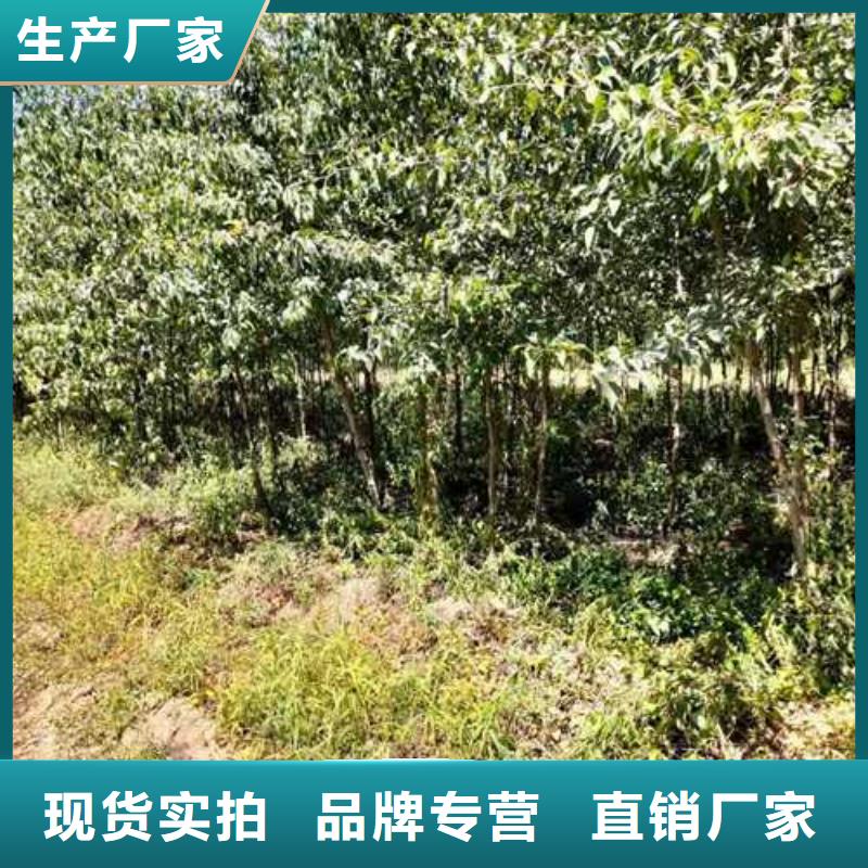 杜梨苗求購(gòu)老客戶(hù)鐘愛(ài)